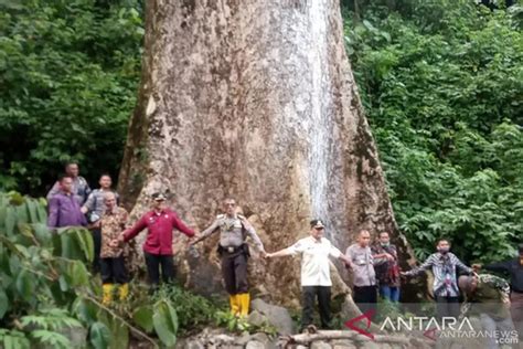 Pohon Terbesar di Dunia Tumbuh di Agam Sumatera Barat - Jawa Pos