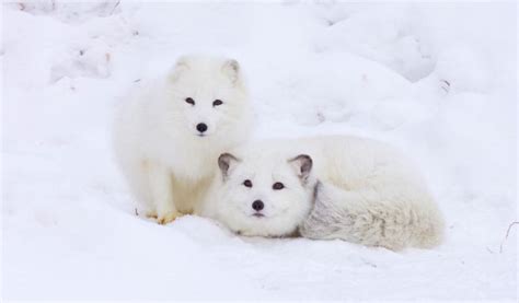 What Are the Predators of the Arctic Fox? - Polar Guidebook
