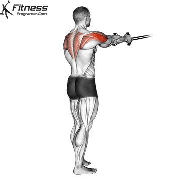 Tronco Posterior - Trapezio Med. Deltoide Post » Workout Routine Created By Nuno Barros