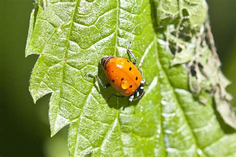 Minnesota Seasons - convergent lady beetle