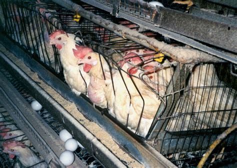 Factory-Farmed Chickens: Their Difficult Lives and Deaths | Saving ...