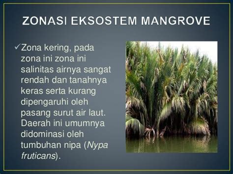 Ekosistem mangrove