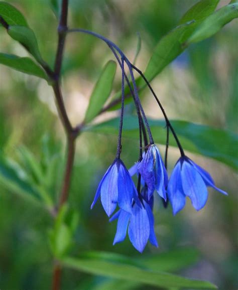 Blue Australian Bluebell Creeper Sollya Billardiera heterophylla Rare - 10 Seeds