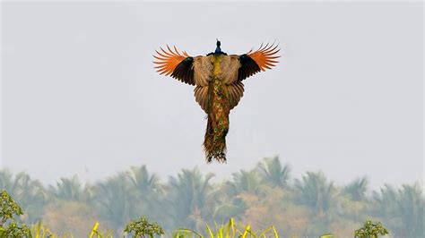 How Peacocks Look In Mid-Flight (9 Pics) | Bored Panda