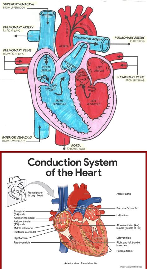 Diagram Pathway Of Blood Flow Through The Heart Circulatory