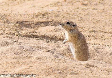 Birds of Saudi Arabia: Fat Sand Rats near Jubail – Record by Arnold Uy