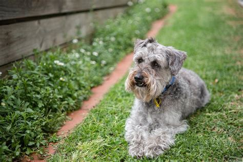 Schnoodle Haircuts: Grooming Tips and Popular Hairstyles (with Pictures!)