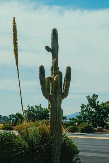 Green Cactus · Free Stock Photo