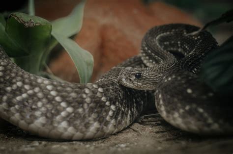 Close-up of a Rattlesnake · Free Stock Photo