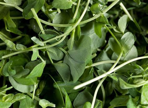 7 Benefits of Watercress, the 'World's Healthiest Vegetable'