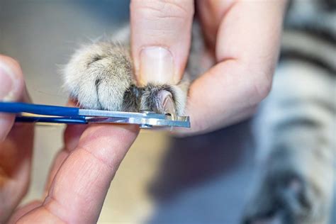 Should You Trim Your Cat's Back Claws? - TheCatSite