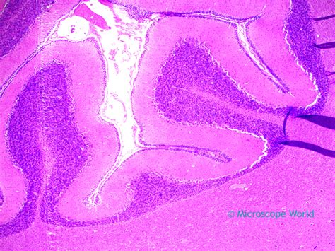 Microscope World Blog: Cerebellum under the Microscope