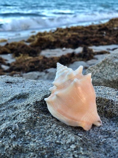 Seashell Juvenile Florida Fighting Conchs Strombus alatus | Etsy | Sea shells, Nautical beach ...