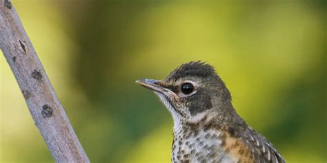 American Robin juvenile - Mia McPherson's On The Wing Photography