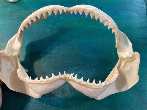 Lee Renee Jewellery* Great White Shark Jawbone At The