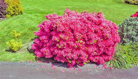 Premium Photo | Bush of red rhododendron flowers on green lawn background