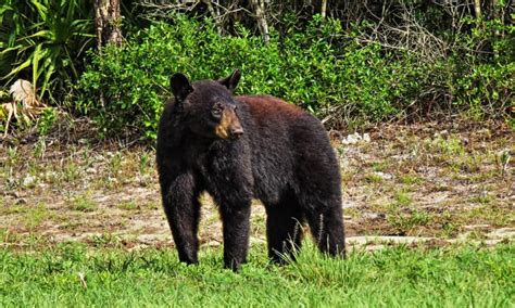 Are There Bears in Florida? - IMP WORLD