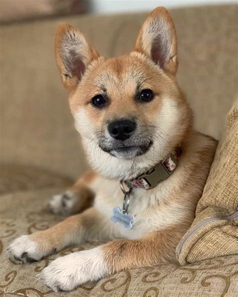 Shiba Inu Mixes: 20 Different Shiba Crossbreeds