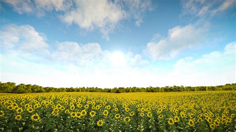 Sunflower Fields 8k Iray HDRIs | Daz 3D