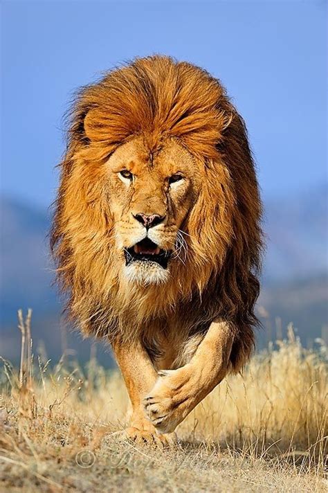 Barbary lion | Lion pictures, Animals, Animals wild