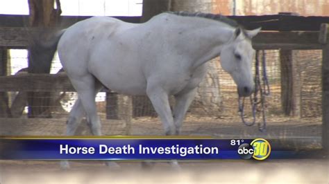 Horses dead, dozens ill at Fresno County farm after possible feed mixup - ABC30 Fresno