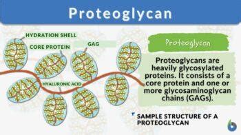 Proteoglycan - Definition and Examples - Biology Online Dictionary