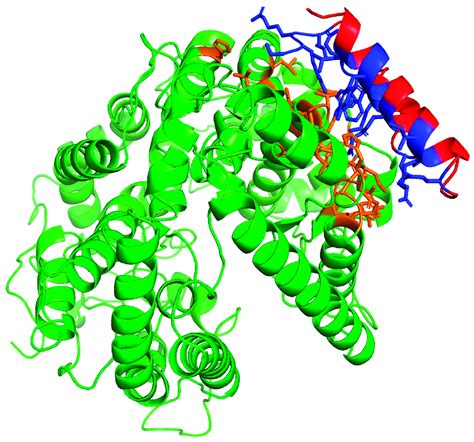 Molecular illustration of molecular dynamic-refined complex of ACE2 ...