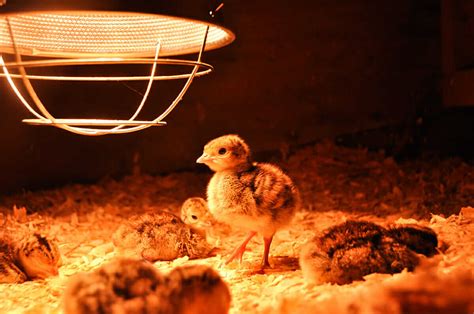 How to Build a Brooder - Modern Farmer