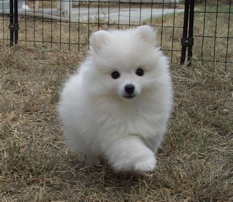 21 best Miniature American Eskimo's images on Pinterest | American ...