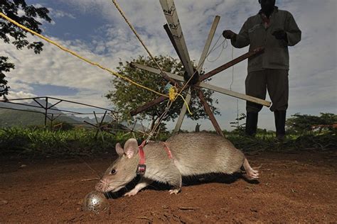 Giant African Rats Are Trained To Be Heroes And Sniff Out Landmines