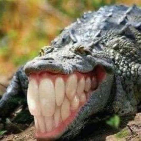 Hilarious Alligator Meme