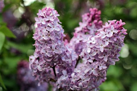 Lilacs in bloom