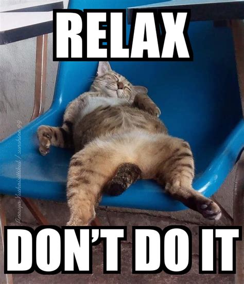 Relax don’t do it | Funny animals, Kittens funny, Funny cat memes