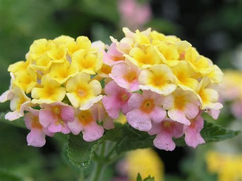 Mary Ann Lantana -Plant Description This new Lantana was selected for improved cold hardiness ...