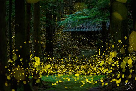 Photographer Captures Breathtaking Shots of Shrine in a Swirling Sea of Fireflies | JAPAN Forward