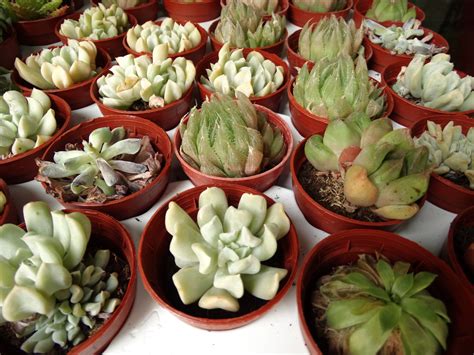 Water Propagation Succulent Leaves - Best Succulent Ideas