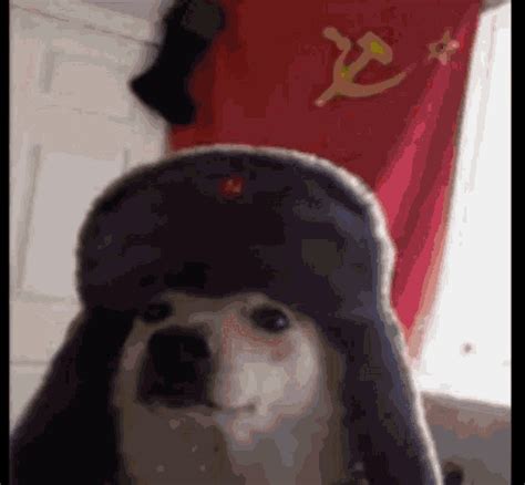 Soviet Doggo Communist GIF - Soviet Doggo Communist - Discover & Share GIFs