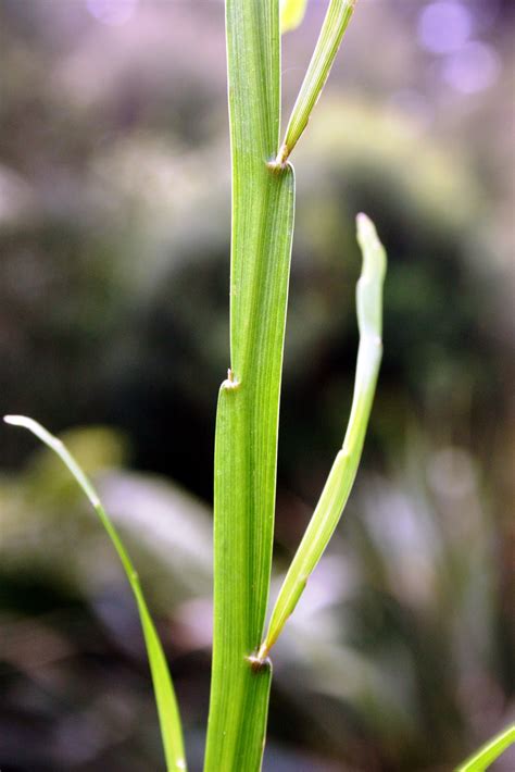 Botany word of the day : Cladode: A flattened stem with the function of ...