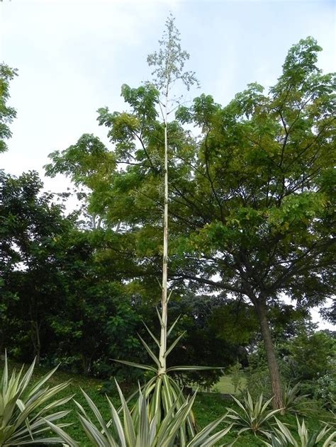 my G@Rdening frenzY: FURCRAEA GIGANTEA 'STRIATA'