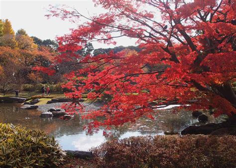 Autumn in Tokyo: 3 Best Japanese Gardens to Catch the Fall Leaves