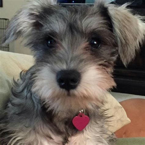 What is precious here? Miniature Schnoodle, Mini Schnoodle, Miniature Schnauzer, Poodle Mix ...