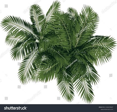 Top View Plant Generic Palm Tree Stock Vector (Royalty Free) 2184439647 | Shutterstock