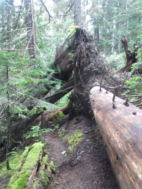 Pacific Crest Trail - Washington Trail between Stevens Pass and Stehekin | Pacific crest trail ...