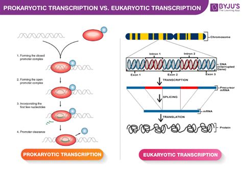 Difference Between Prokaryotic and Eukaryotic Transcription - BYJU'S