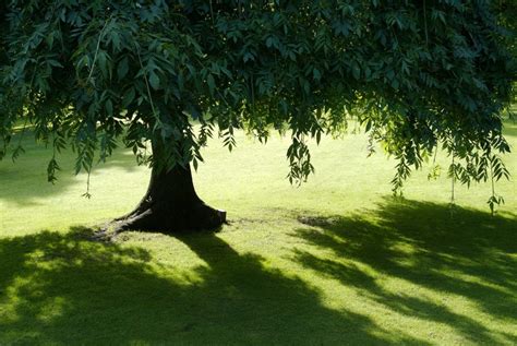 12 Fast-Growing Shade Trees for 2022 - Arbor Day Blog