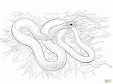 Buttermilk Racer Snake coloring Page  Free Printable Coloring Pages sketch template