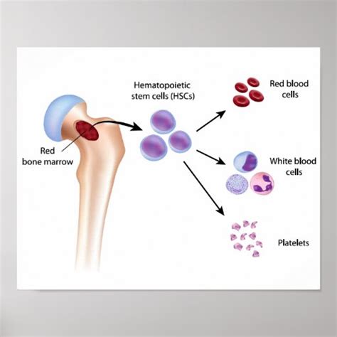 Blood cell formation Poster | Zazzle