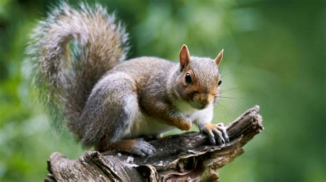 Grey Squirrel (Sciurus carolinensis) - Woodland Trust