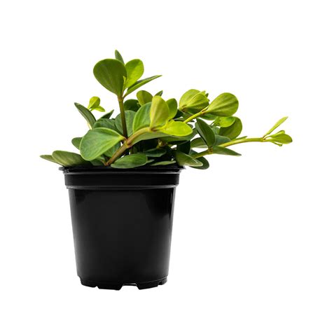 Peperomia Hope | Shop Easy Care Indoor Plants Online | Planterina