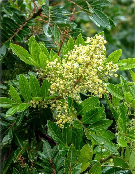 Schinus Terebinthifolius Flower